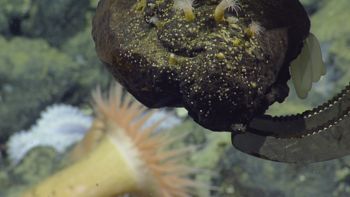 Media type: image;   Invertebrate Zoology 153105 Description: live specimen;